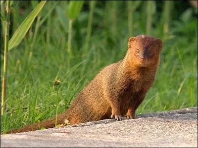 Quelle est cette mangouste qui nat dans une porte de 2  4 petits ?