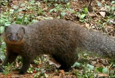 Quelle est cette mangouste dont on ne connat mme pas le rgime alimentaire ?