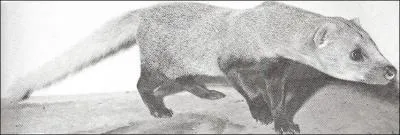 Quelle est cette mangouste qui vit jusqu' 15 ans en captivit ?