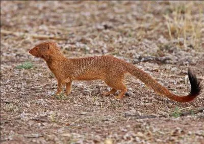 Quelle est cette mangouste vivant 8 ans dans la nature ?