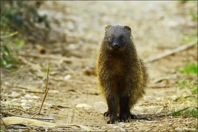 Quelle est cette mangouste qui a deux prdateurs principaux : les rapaces et les lynx pardelles ?