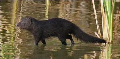 Quelle est cette mangouste amphibie ?