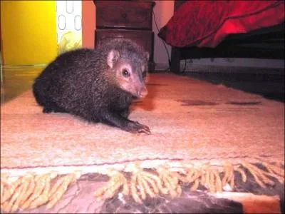 Quelle est cette mangouste se nourrissant essentiellement d'arthropodes ?