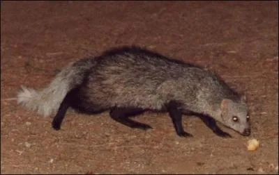 Quelle est la plus grande des mangoustes ?