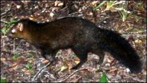 Quelle est cette mangouste rarement observe ?