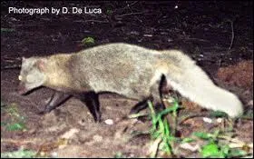 Quelle est cette mangouste tue comme viande de brousse ?