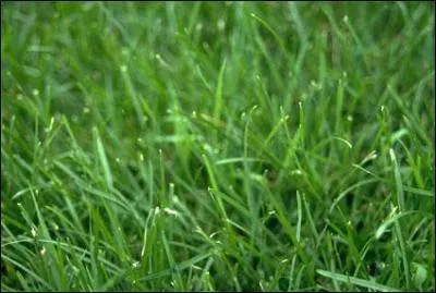 Comment s'appelle ce vert frais et printanier ?