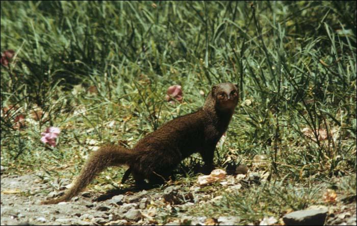 quel animal est insectivore