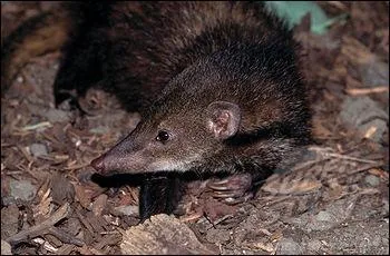 Quelle est cette mangouste endmique  la cte d'Ivoire et  celles d'un pays voisin ?