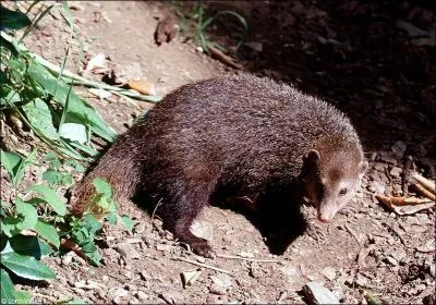 Quelle est cette mangouste de nom scientifique crossarchus ansorgei ?