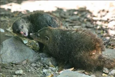 Quelle est cette mangouste qui met au monde des portes de 2  5 petits ?