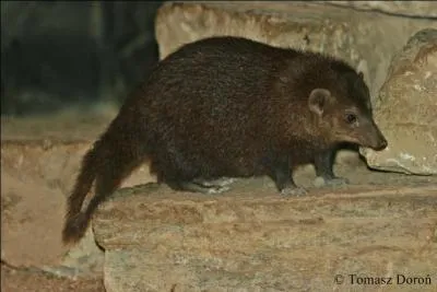 Quelle est cette mangouste qui peut vivre jusque 13 ans en captivit ?