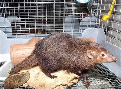 Quelle est cette mangouste vivant au Congo ?