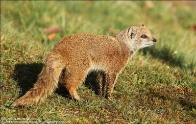 Quelle est cette mangouste d'Afrique australe ?