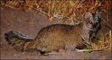 Quelle est cette mangouste chasse par l'aigle martial ?