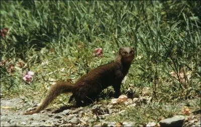 Quelle est cette mangouste essentiellement insectivore ?