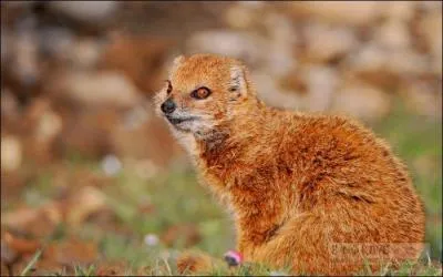 Quelle est cette mangouste non signale depuis les annes 1970 ?