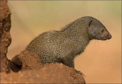 Quelle est cette mangouste formant des colonies nombreuses ?