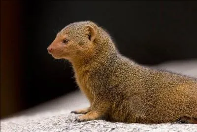 Quelle est cette mangouste de l'Afrique orientale ?