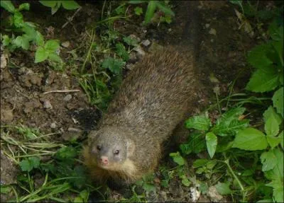 Quelle est cette mangouste d'Afrique occidentale ?