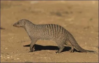 Quelle est cette mangouste assez courante ?