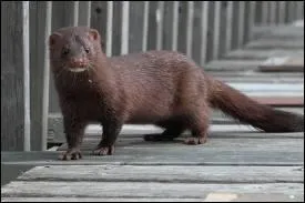 Un de ses plus proches cousins. Je suis le ou la :