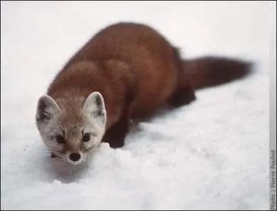 Elle est plus grande mais toujours pas aime des paysans. Je suis :