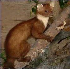 Elle vit en fort aussi mais est plus grande que les autres. Qui est-ce ?