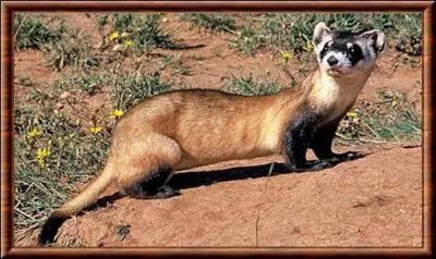 Il crache une substance mal odorante qui fait fuir ses prdateurs. Qui est-ce ?