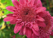 Quiz NE22 - Roi de l'automne : le chrysanthme