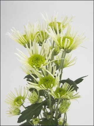 Un cur vert et des ptales gracieusement bouriffs pour ce chrysanthme rcemment cr et portant le nom latin de la grenouille.