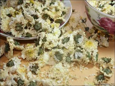 Utilise-t-on les fleurs de certains chrysanthmes en pharmacope chinoise ?