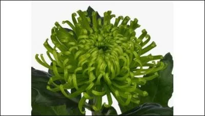 Celui-ci porte curieusement le nom du trfle irlandais, vraisemblablement en raison de sa couleur soutenue, verte.