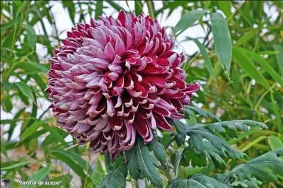 Quelle est la couleur de cette magnifique boule  ptales incurvs-rcurvs ?