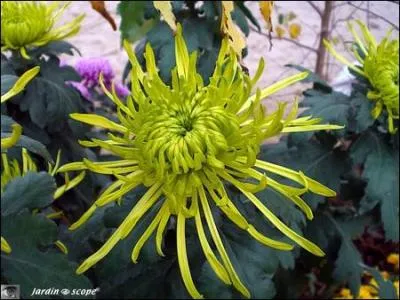 Voil une tte coquettement dcoiffe, bouriffe dont les fleurons sont :