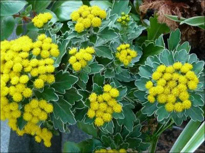 Ce magnifique feuillage vert gristre est orn d' une multitude de fleurs jaunes ressemblant  celles du mimosa. Il est trs dcoratif. Est-ce un chrysanthme ?