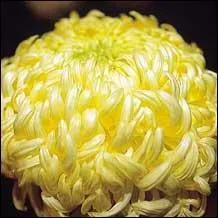 Fleur des Empereurs du Japon depuis le XIIIe sicle, elle en dcore d'ailleurs le blason de ce pays o elle est sacre. En langage des fleurs que signifie la couleur jaune du chrysanthme ?