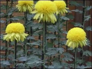 Ce chrysanthme est appel  fleurs ---- parce que les fleurons centraux forment un disque bomb.