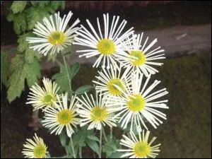 Cette jolie fleur, lgante, fine, rend hommage aux membres de la classe guerrire ayant dirig le Japon fodal. Quel nom lui a-t-il t donn  ?