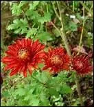 Ce beau spcimen rouge feu a des ligules rcurvs. Qu'est-ce que cela signifie ?