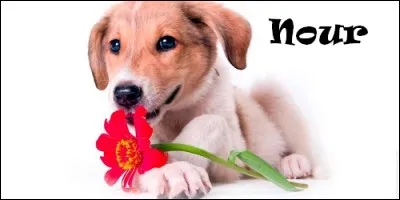 Quelle est l'origine du prénom Nour ?