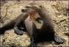 Quel est le plus grand des mustlids (longueur) ?