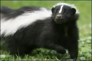 Que fait la mouffette raye lorsqu'elle est attaque ?