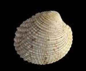 Une palourde d'Atlantique est l'animal qui grandit le moins vite (8 mm en 100 ans). Comment s'appelle-t-elle ? (Attention, question difficile)