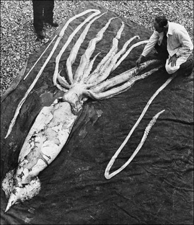 Comment s'appelle le plus grand invertbr qui peut mesurer jusqu' 17, 5 m ?