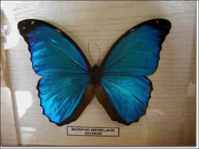 Ce magnifique papillon bleu est un morpho, on le voit souvent en photo ou sous verre. Dans quel pays peut-on le trouver ?
