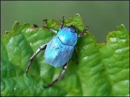 Cet insecte est un hoplie de couleur bleu mtallique, c'est un ...