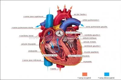 A quoi est due  la maladie bleue  ?