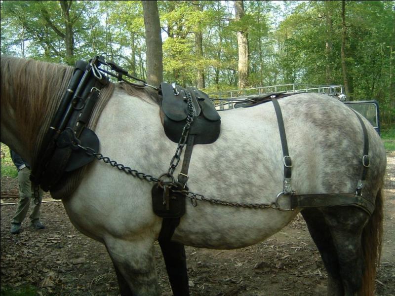 Ceci est l'équipement qui permet de lier le cheval au dispositif à tracter. Cet harnachement peut être conçu à l'aide de cordes, mais ils sont généralement composés de pièces de cuir. C'est...