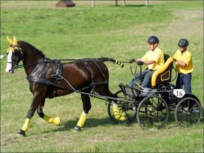 Ces pices ont plusieurs fonctions comme protger les yeux du cheval de la mche du fouet et de protger les yeux du cheval du frottement avec les guides...